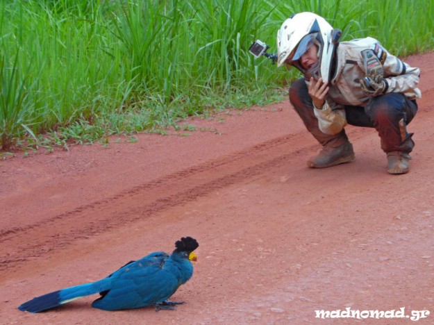 While enjoying a beautiful route inside the jungle, we were face-to-face with this awesome tropical bird!