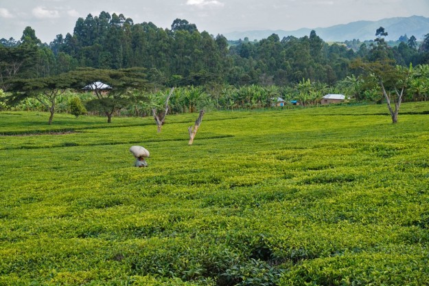The rolling hills around Tukuyu have a beautiful, green carpet of tea plantations on them.