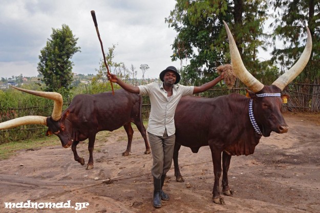 The sacred cows in the former royal compound of Nyanza were used in ceremonies with music and dancing.