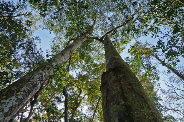 Happily, the efforts of SANA saved a big part of the indigenous forest around Saadani National Park!
