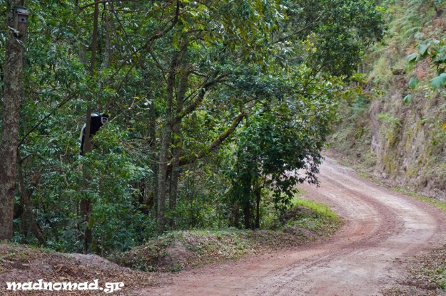 Bwindi Impenetrable National Park is famous for its primates... I love the white-and-black colobus monkeys!
